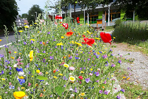 Blumenwiese in Schmiedefeld am Rennsteig